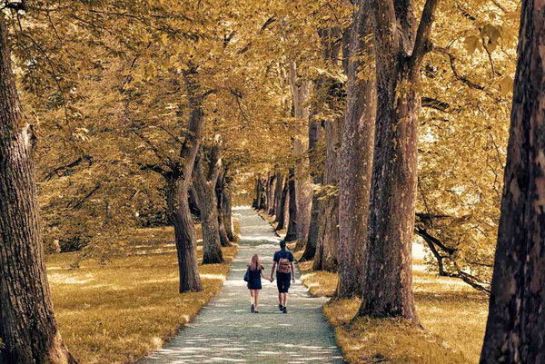People walking along a tree-lined path at sunset